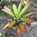 Neoregelia pernambucana Leme & J. A. Siqueira的圖片