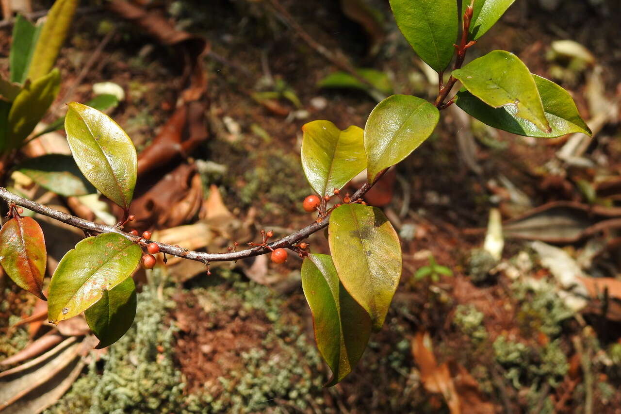 Image of Myrsine stolonifera (Koidz.) E. Walker