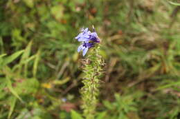 Image of blue cardinal flower