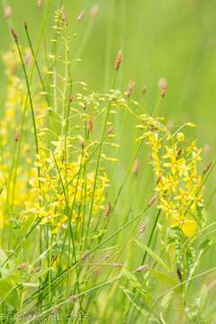 Image of earth loosestrife
