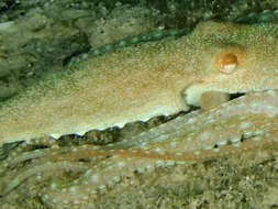 Слика од Callistoctopus aspilosomatis (Norman 1993)