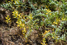 Sivun Astragalus douglasii var. parishii (A. Gray) M. E. Jones kuva