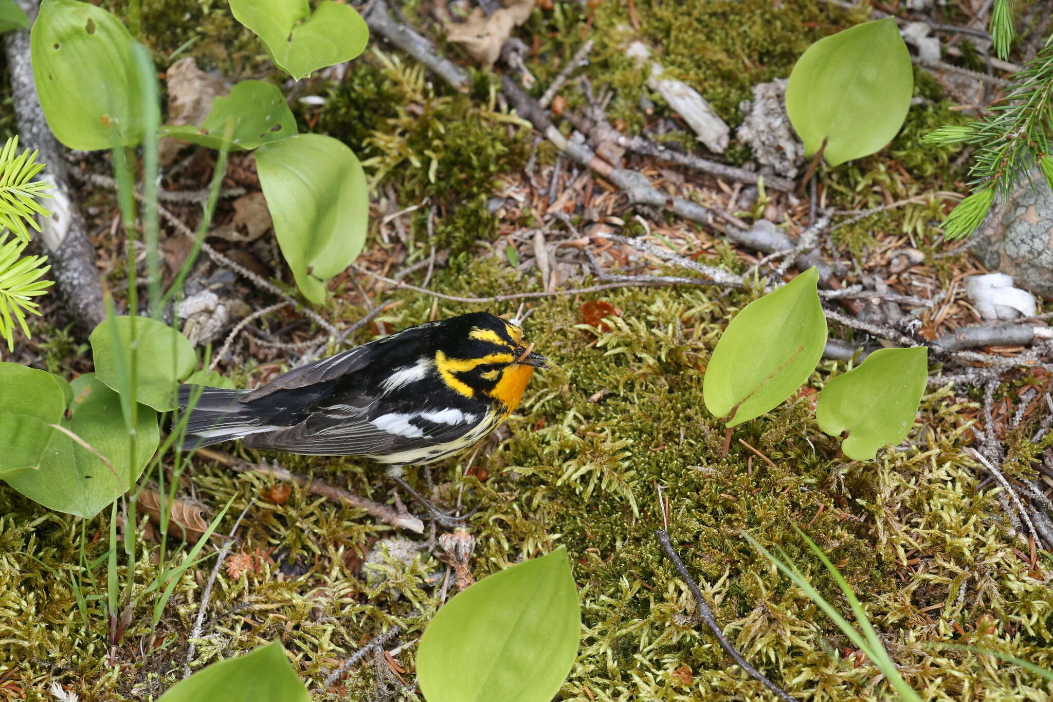 Image of Blackburnian Warbler