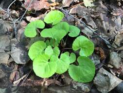 Viola renifolia A. Gray resmi