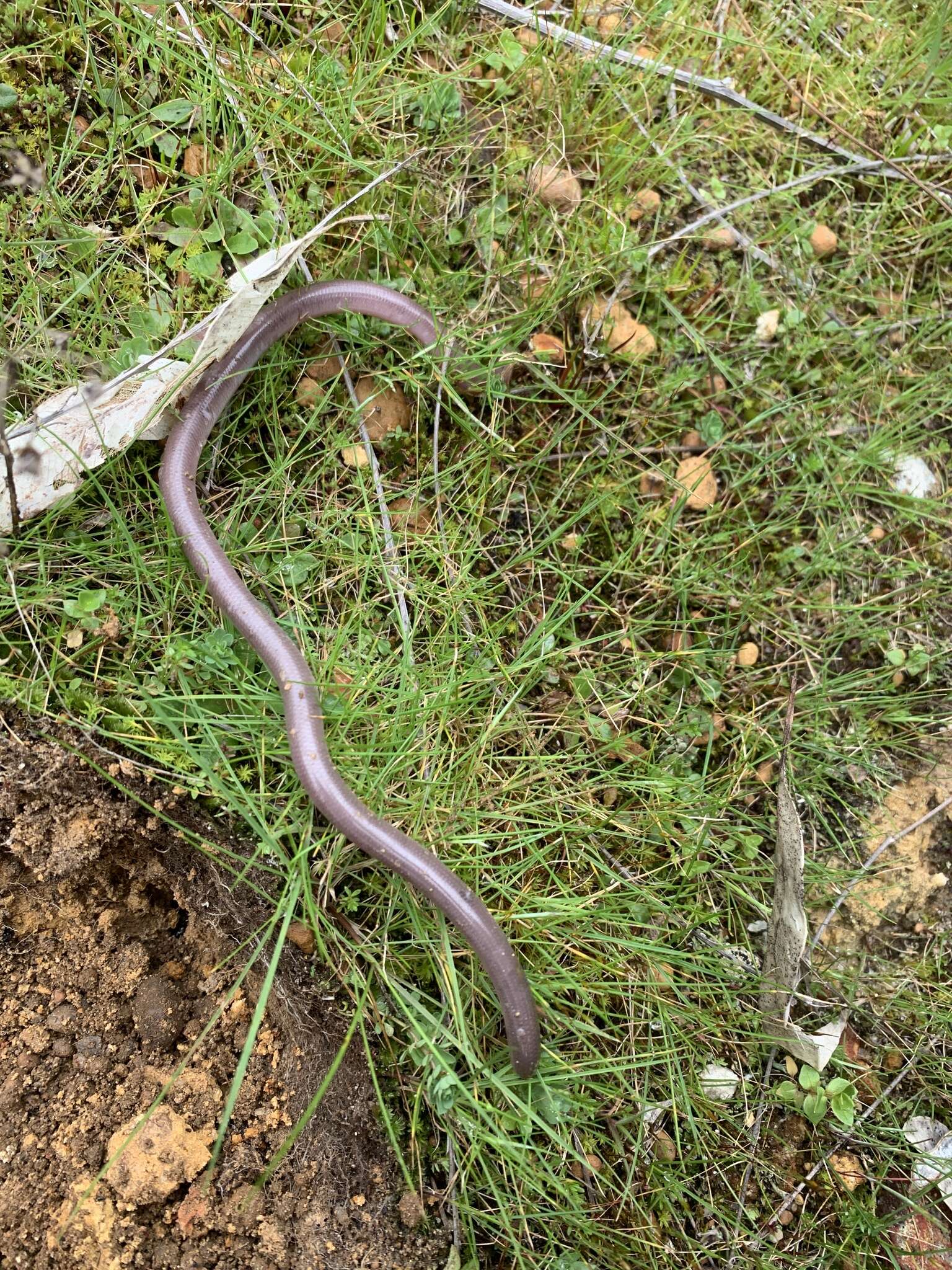 Image of Southern Blind Snake