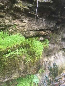 Image of American Water Starwort