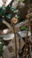 Sivun Dryopteris decipiens (Hook.) O. Kuntze kuva