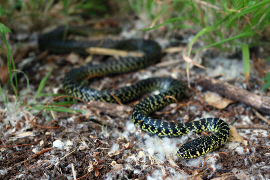 Image of Hierophis viridiflavus viridiflavus (Lacépède 1789)