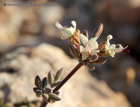 <i>Pelargonium parviflorum</i> resmi