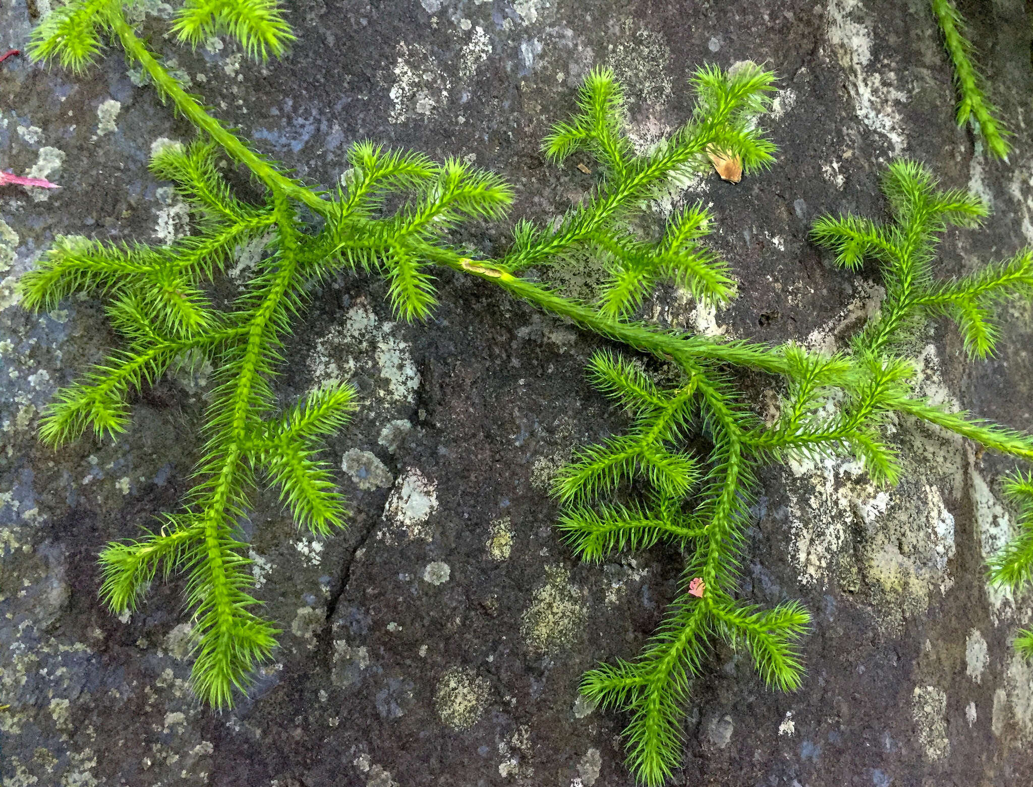 Image of Lycopodium japonicum Thunb. ex Murray