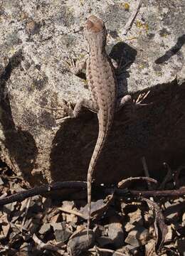 Image of Mountain Swift