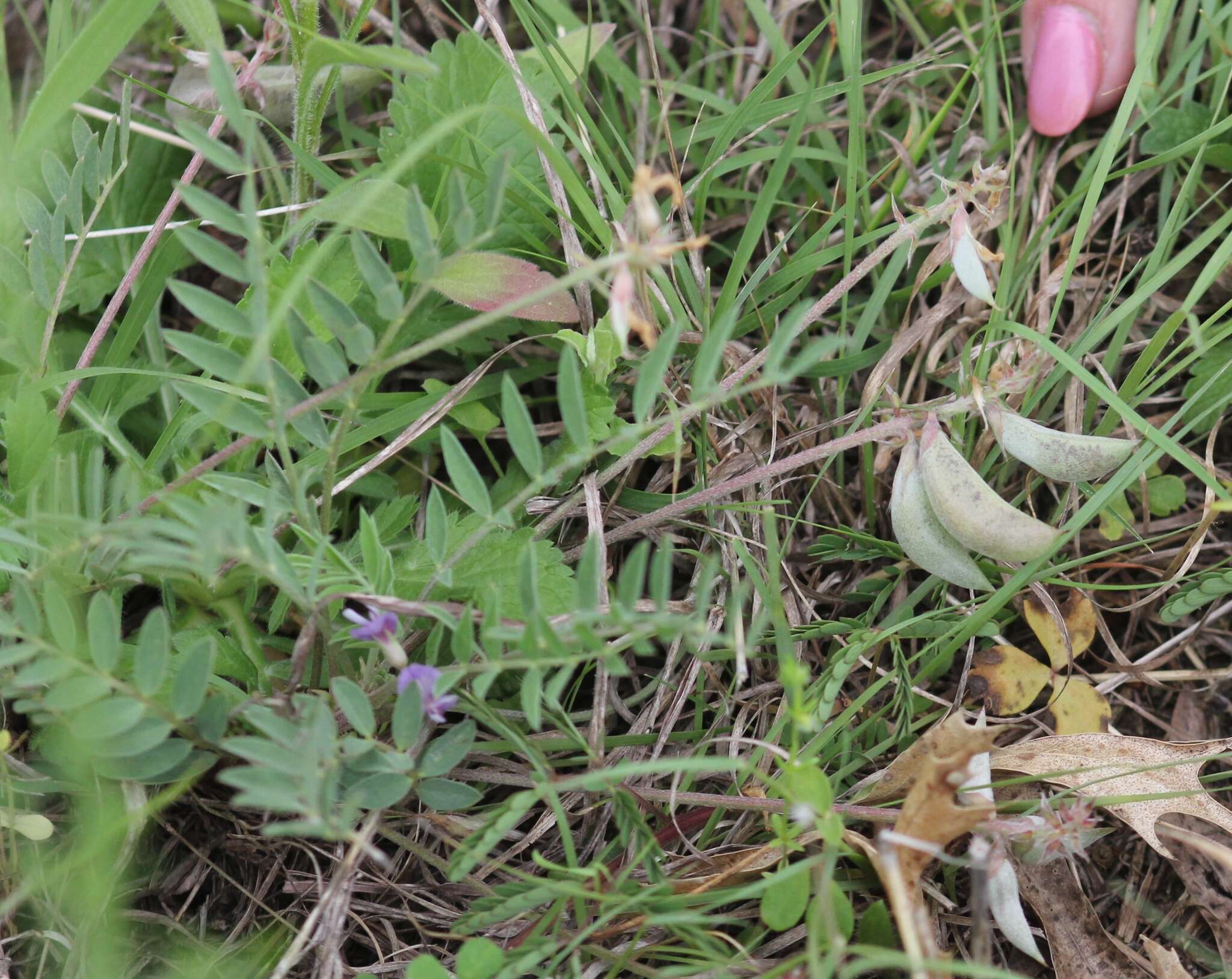 Imagem de Astragalus lotiflorus Hook.