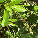 Sivun Croton heterocarpus Müll. Arg. kuva