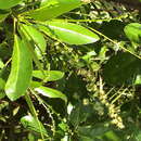 Image of croton