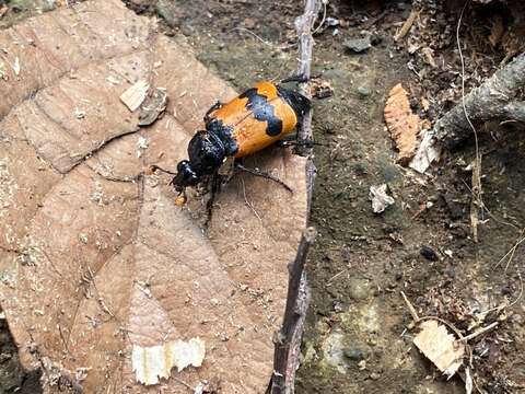 Image of Nicrophorus (Nicrophorus) olidus (Matthews & A. 1887)