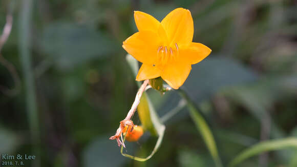 Слика од Hemerocallis hakuunensis Nakai