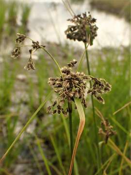 Sivun Scirpus atrocinctus Fernald kuva