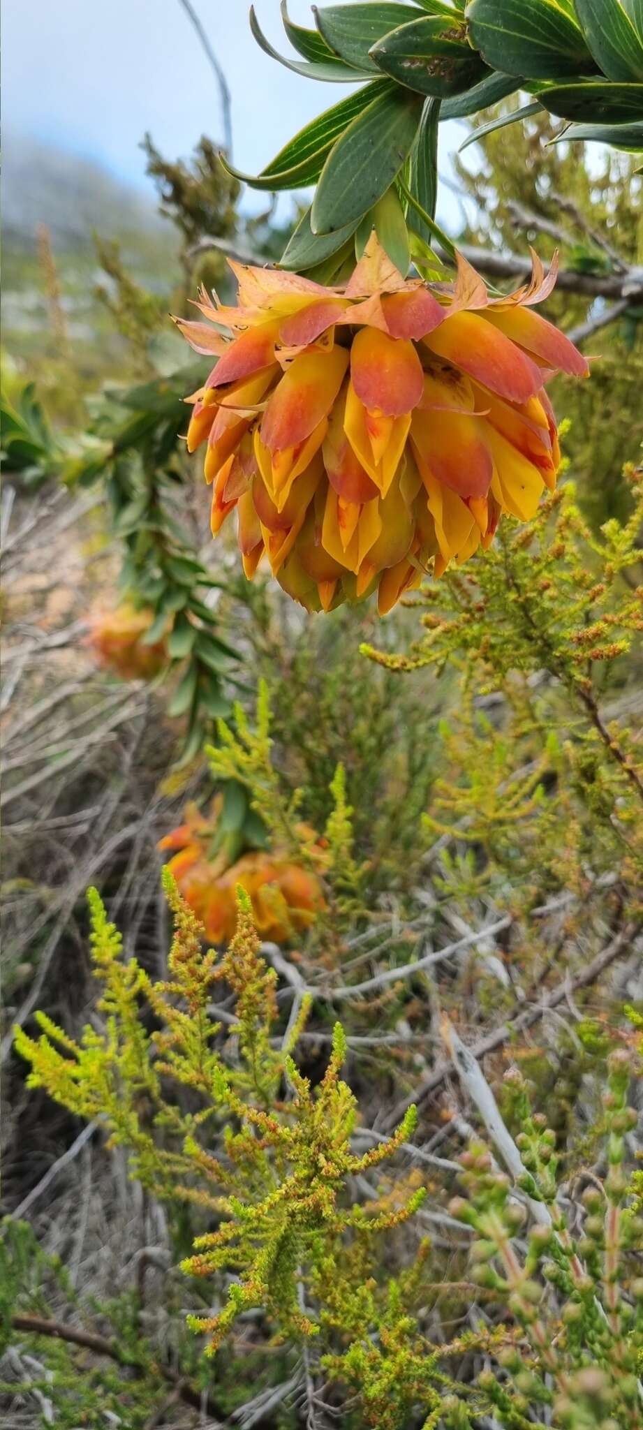 Plancia ëd Liparia splendens (Burm. fil.) Bos & de Wit