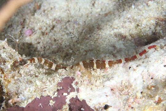 Image of Brown-banded Pipefish