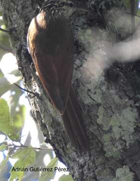 Image of White-striped Woodcreeper