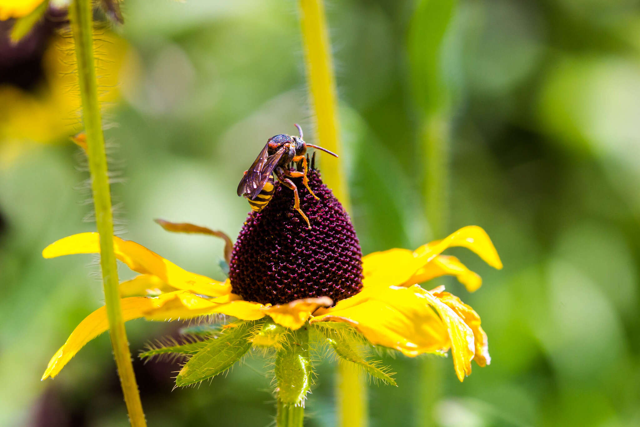 Image of Nomada erigeronis Robertson 1897