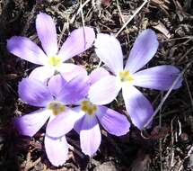 Image of Primula deuteronana Craib