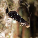 Image of Silver-barred Clothes Moth