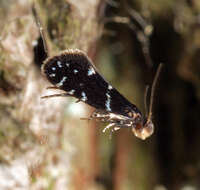 Image of Silver-barred Clothes Moth