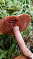 Imagem de Cortinarius rubicundulus (Rea) A. Pearson 1946