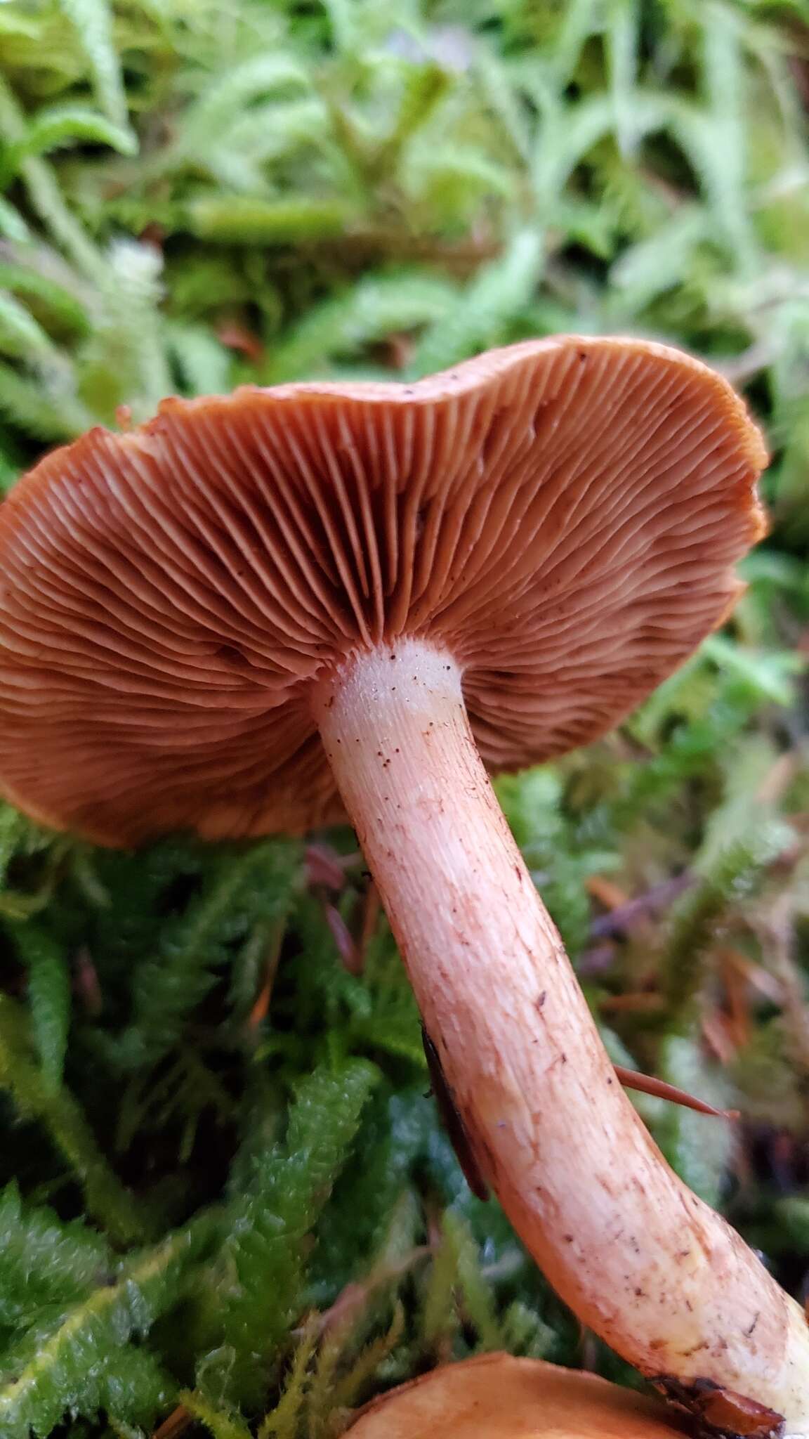 Imagem de Cortinarius rubicundulus (Rea) A. Pearson 1946