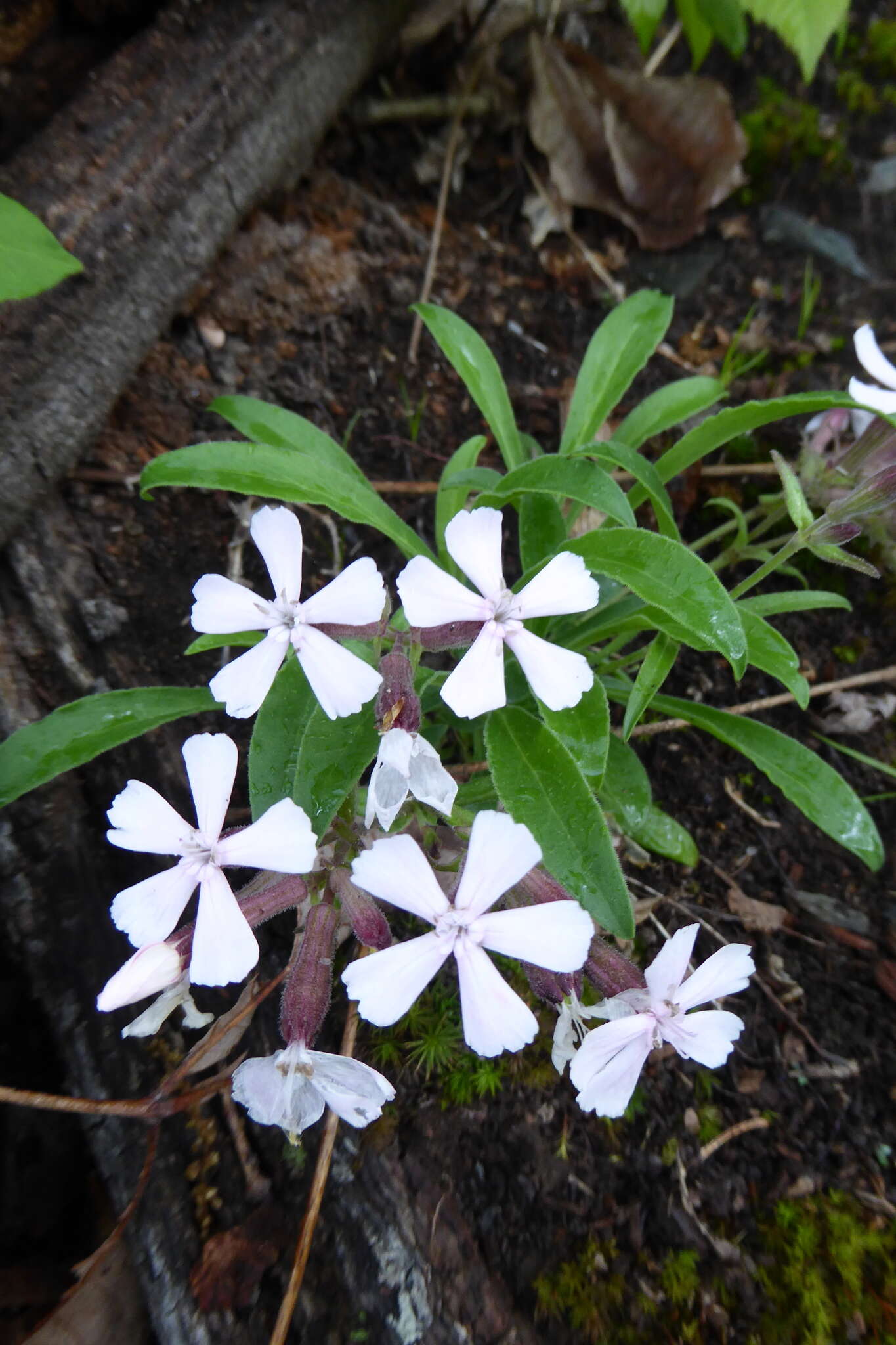 Imagem de Silene caroliniana Walt.