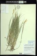 Image of saltgrass