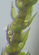 Image of Lescur's platylomella moss