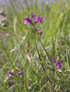 Image of Pedicularis resupinata subsp. resupinata