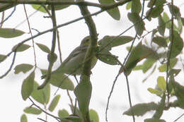 Sivun keltarintavireo kuva