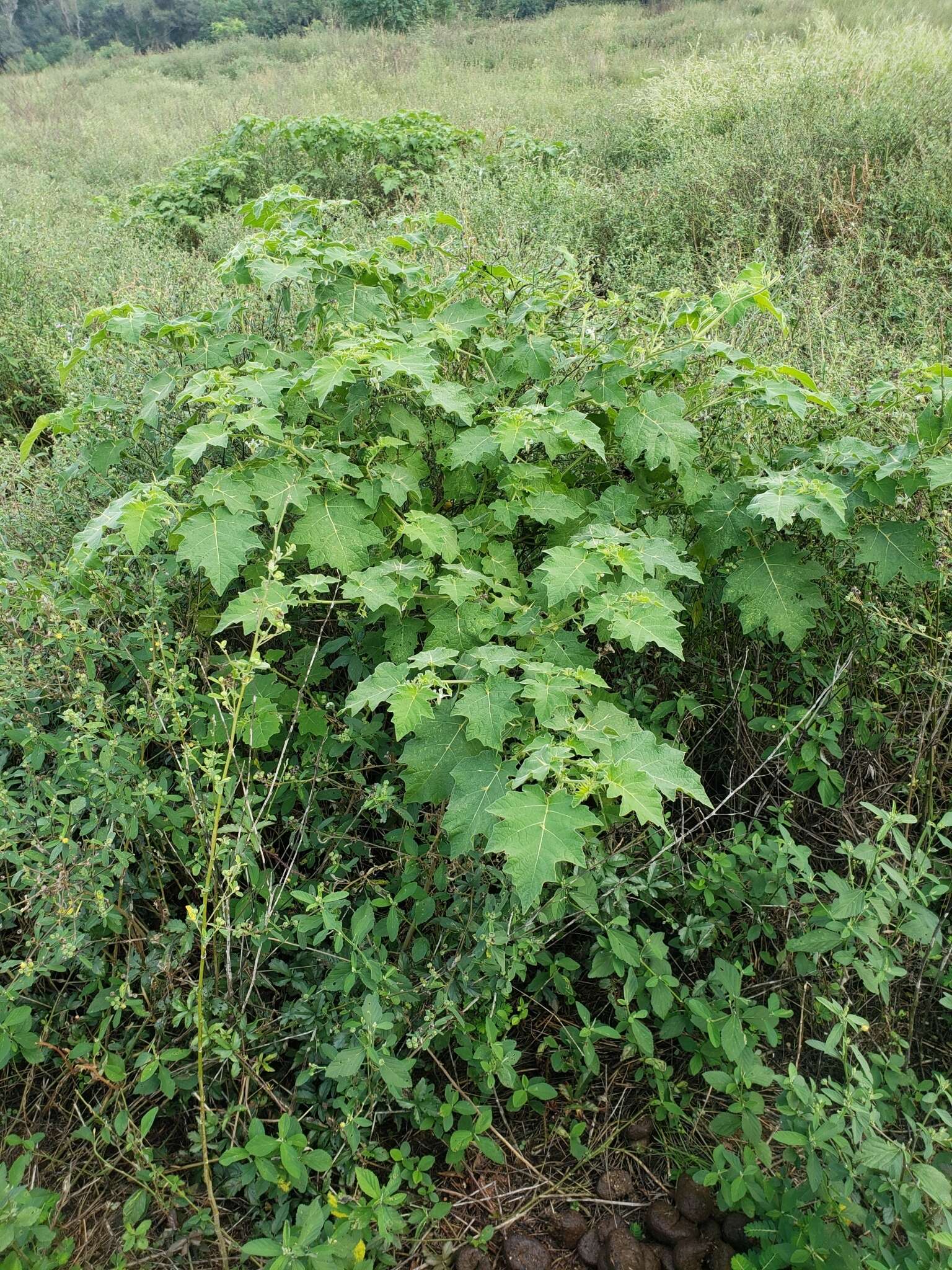 Image of tropical soda apple