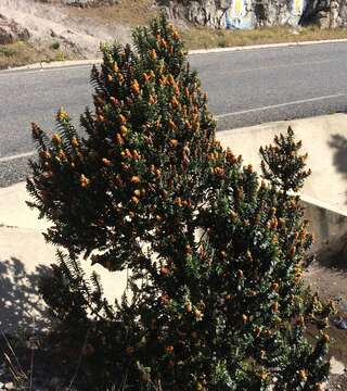 Image of Buddleja coriacea Remy