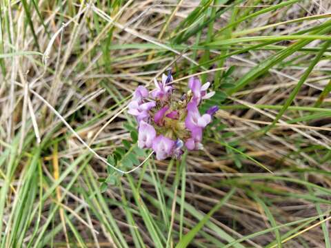 Слика од Astragalus agrestis Douglas ex Hook.