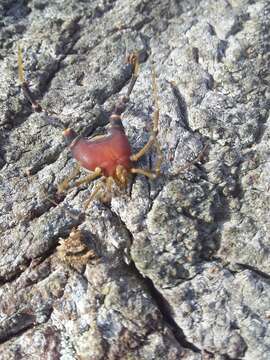 Image of Acanthopachylus Roewer 1913