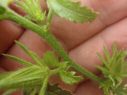 Image of Arizona rosemallow