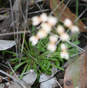 Stylidium caespitosum R. Br. resmi