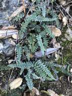 Image of lace lipfern