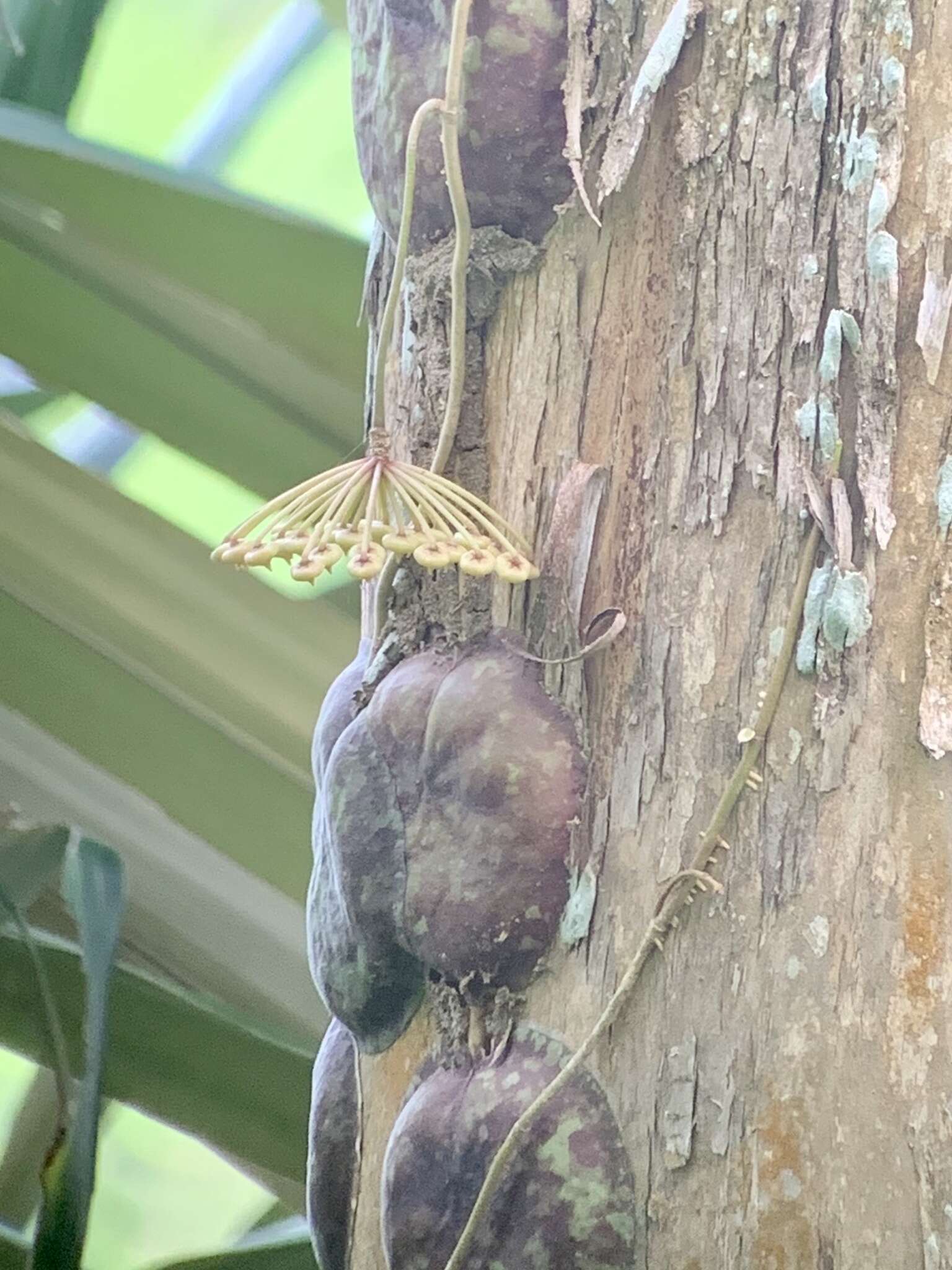 Image of Hoya imbricata Decne.