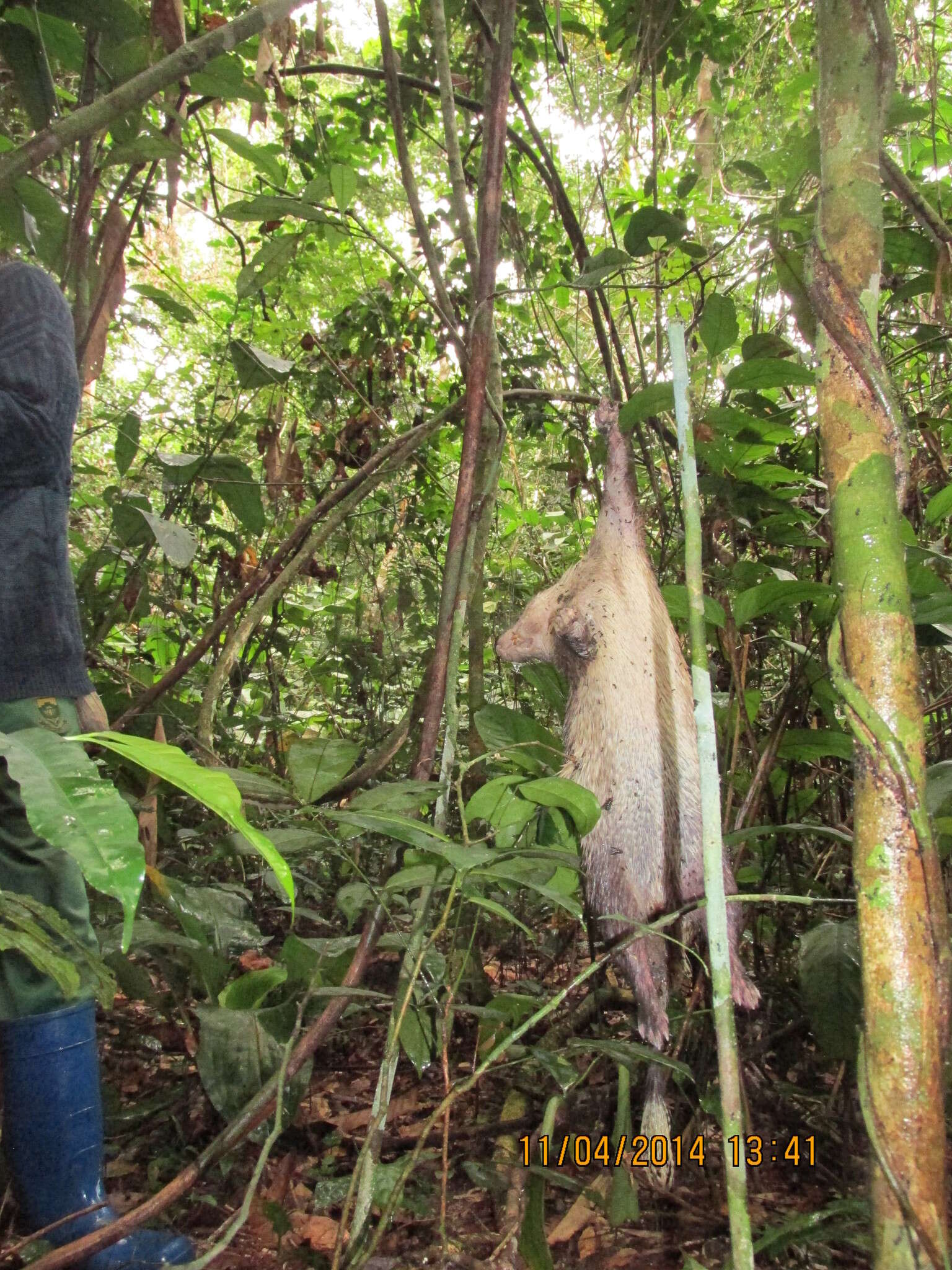 Image of Brush-tailed porcupine