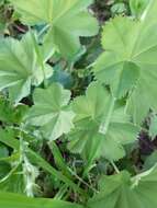 Image of Alchemilla baltica Sam. ex Juz.