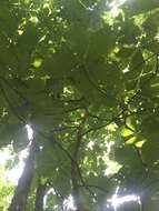 Image of Ear-Leaf Umbrella Tree