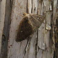 Image of Kawakawa looper moth