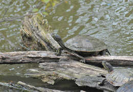 Image of Ouachita Map Turtle