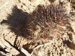 Imagem de Echinopsis thionantha (Speg.) Werderm.