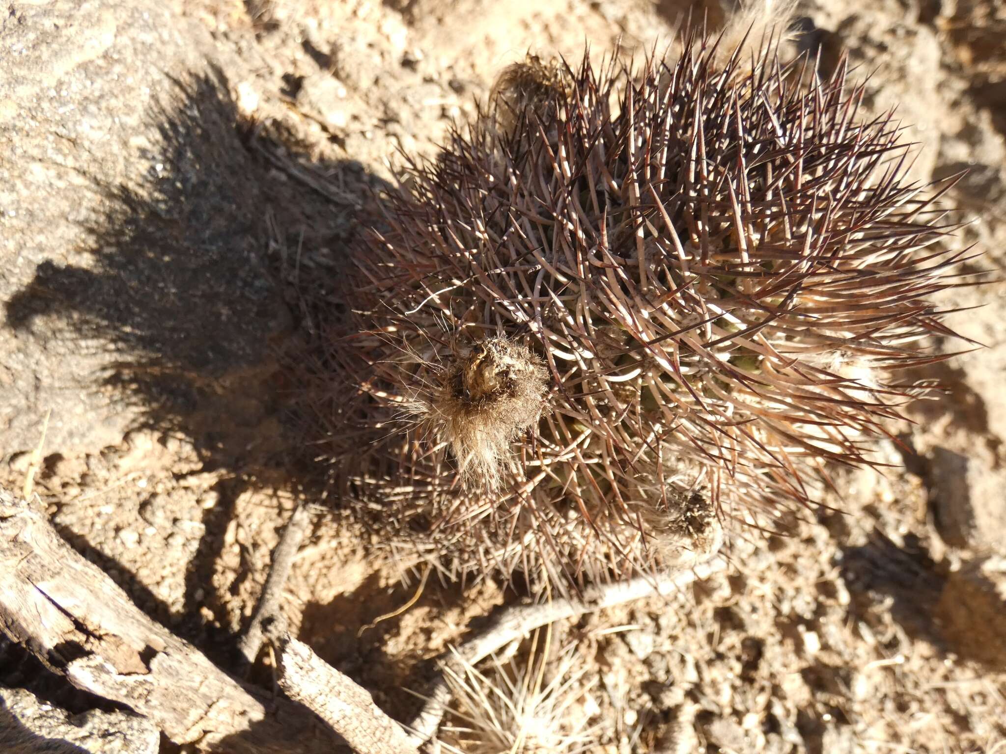 Imagem de Echinopsis thionantha (Speg.) Werderm.